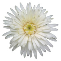 Хризантемы — свежие букеты на любой случай