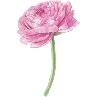 Ранинкулюсы — свежие букеты на любой случай