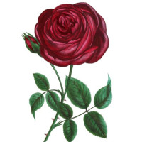 Розы — роскошные букеты по вашему вкусу