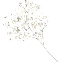 Гипсофилы — свежие букеты по вашему вкусу